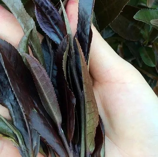 普洱茶中有一種叫“紫芽茶”的是怎么回事？