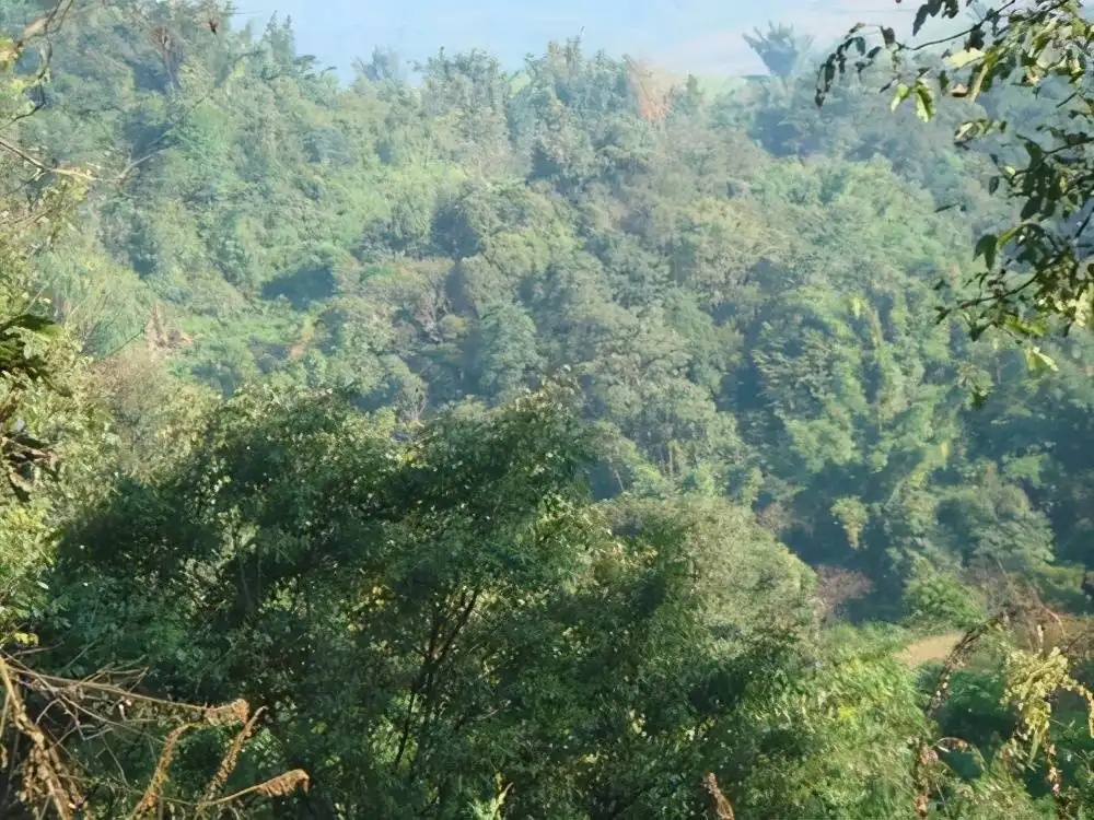 茶山紀實：再進犀牛塘，不一樣的感覺；菁瑤可以預見的豐收年