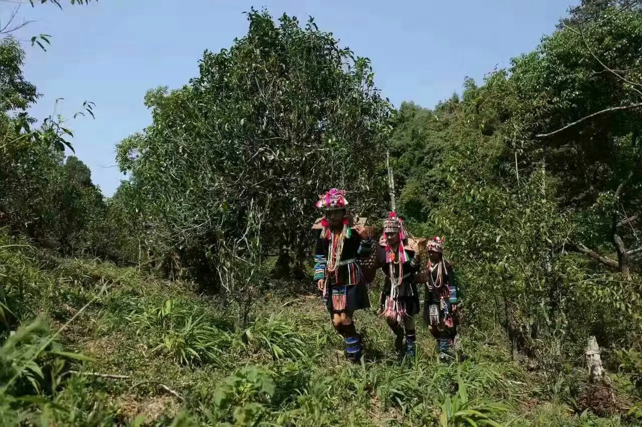 【好茶知味】南糯山石頭老寨拔瑪古樹：醇柔之質，綿遠之韻