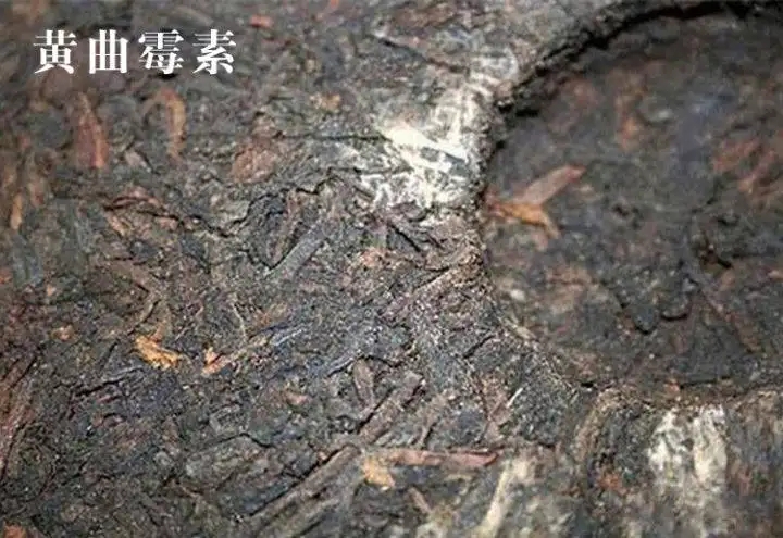 普洱茶有黃曲霉毒素，喝了會致癌？不黑不吹，咱用事實說話