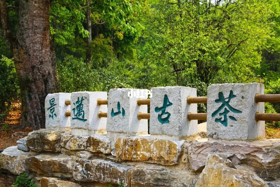 普洱茶的年份：新茶、老茶、中期茶、印級茶、古董茶