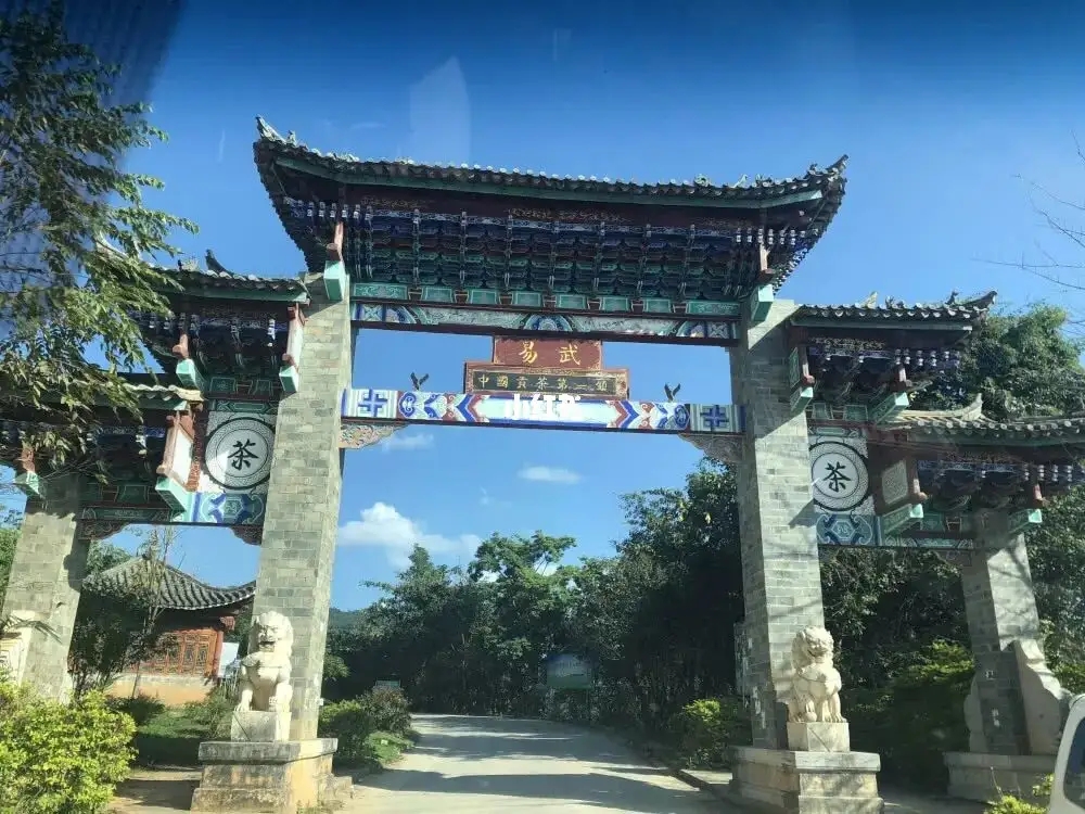 古樹茶年份越老，茶葉就越好嗎？影響茶葉品質的因素有哪些？