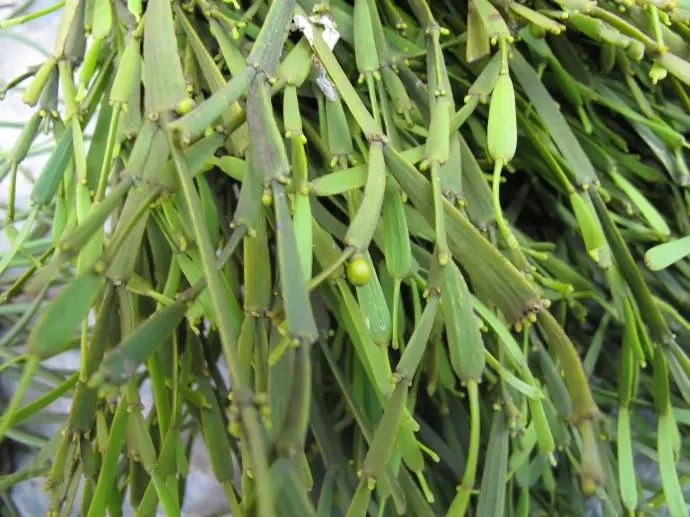 普洱茶中的“螃蟹腳”，到底是什么？如何辨別？