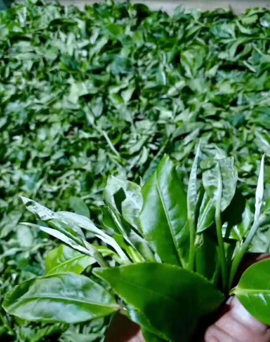 【答疑解惑】關于勐庫大葉種，你了解多少？