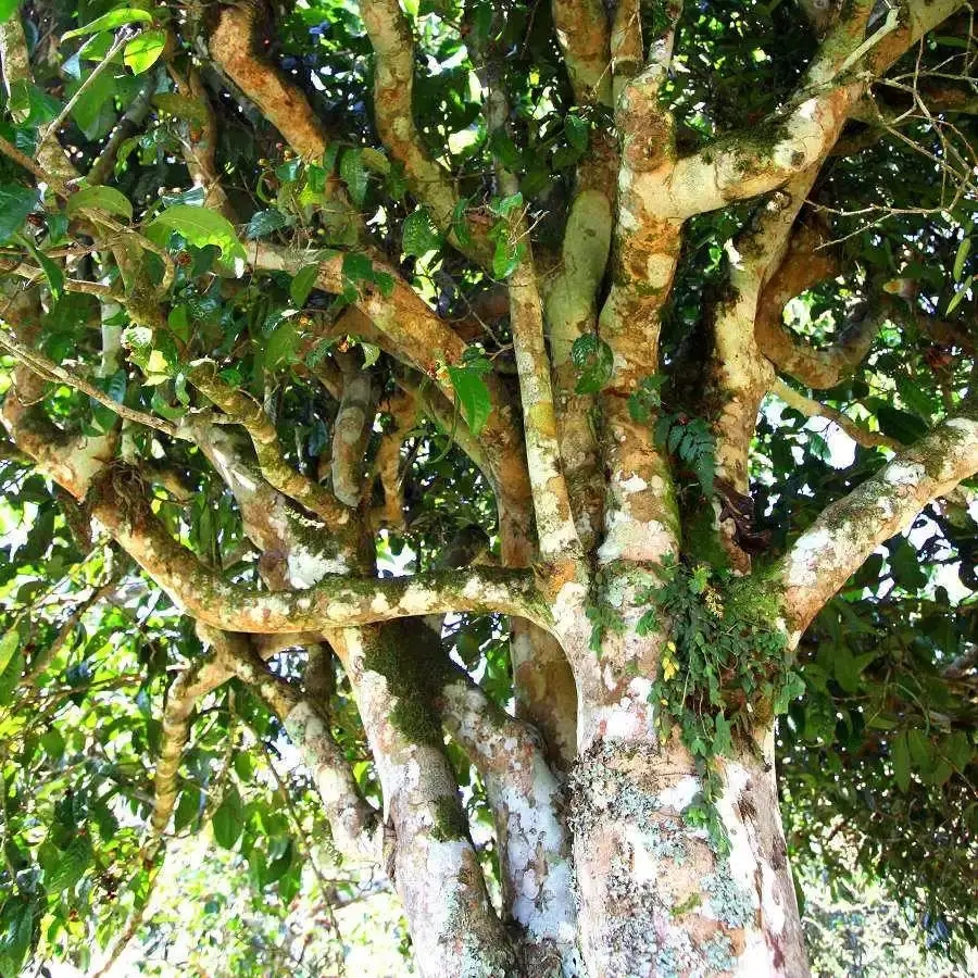 來(lái)自易武秘境的至味臻品！氣韻強(qiáng)勁，余韻深邃，一口喚醒你的味蕾~