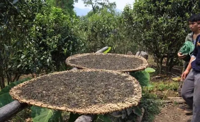 顛覆認知！普洱茶的傳統工藝究竟是什么？