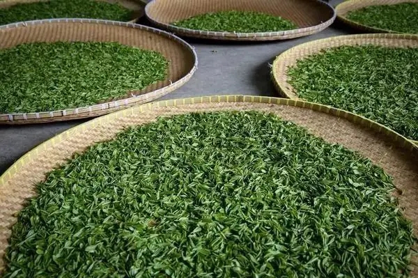 傳統普洱茶殺青工藝原理,專家們是這樣說的