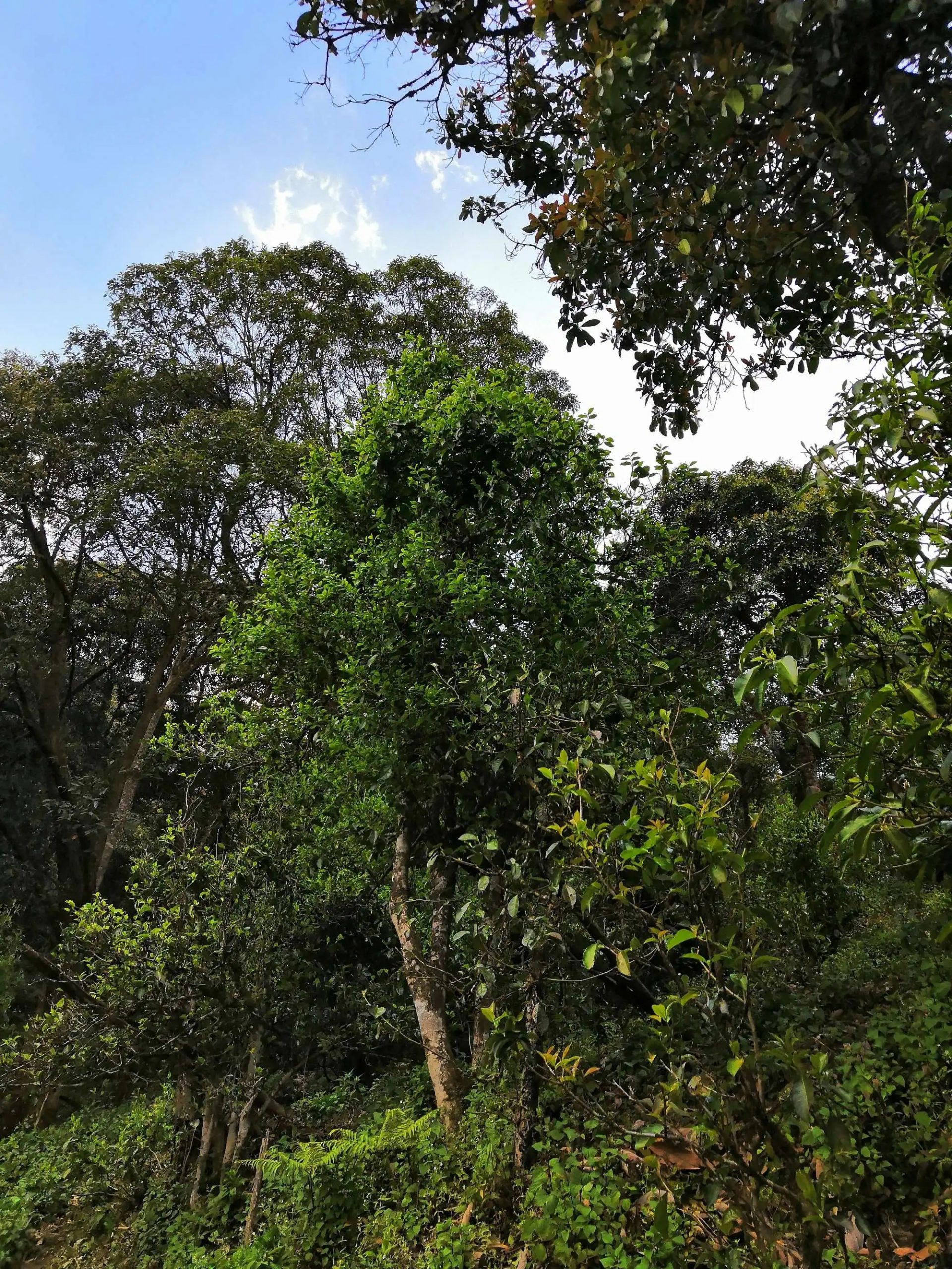 古樹茶的市場，未來該如何發展？