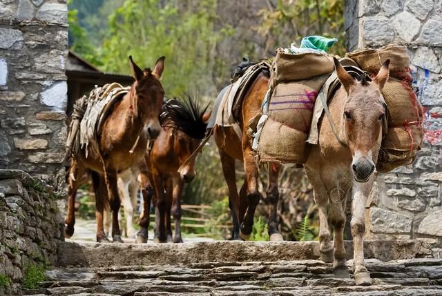 秘茶馬古道的起源 茶馬古道的歷史發展
