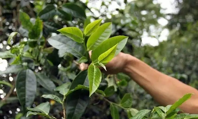 云南大葉種和小葉種是一個品種嗎？兩者有何優勢？