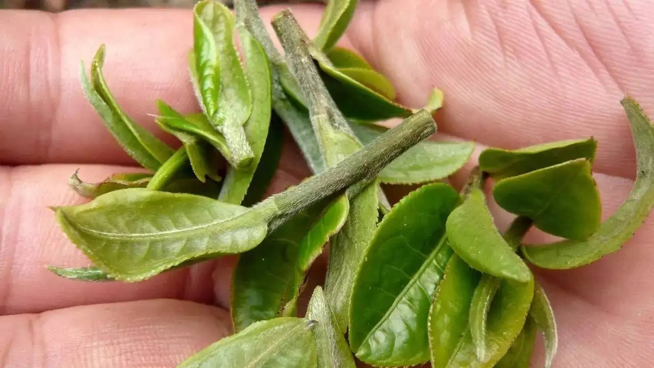 云南大葉種曬青毛茶，是什么茶？