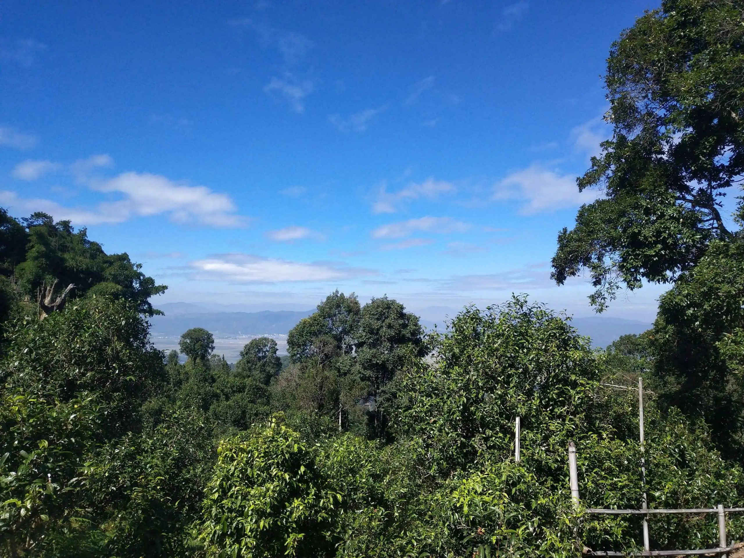 2023年廣別老寨古樹春茶特點是什么？