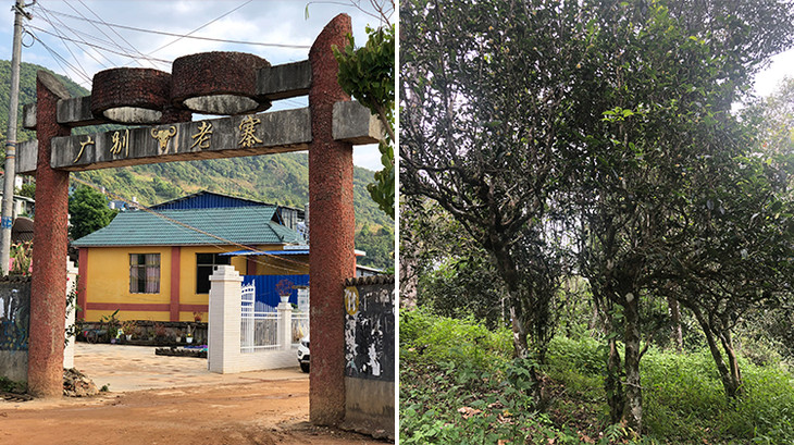 2023年廣別老寨古樹春茶多少錢一公斤？