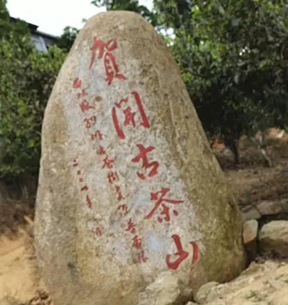 2023年賀開古樹春茶品質如何？