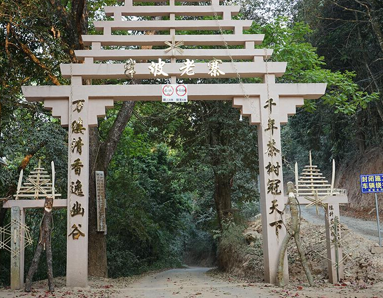 2023年半坡老寨古樹春茶品質？