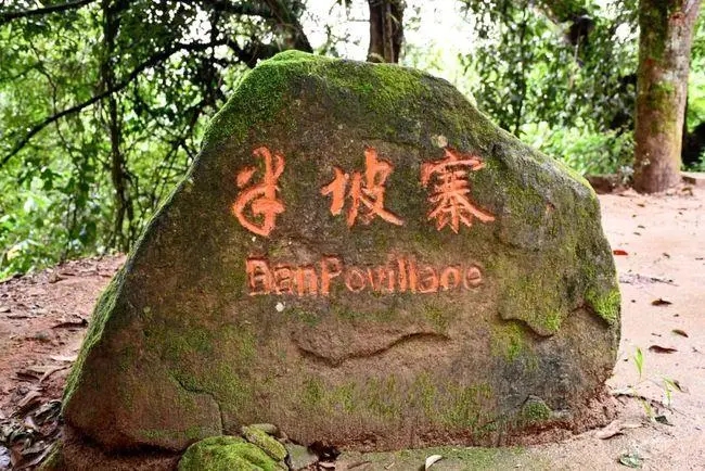 2023年半坡老寨古樹春茶價格是多少？