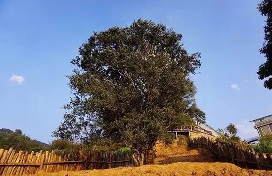 2023年邦崴古樹春茶價格多少？