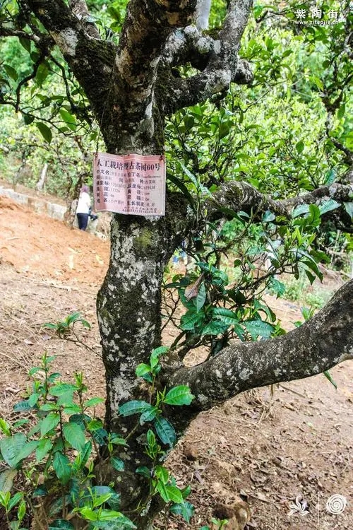 2023年小戶賽古樹春茶特點是什么?