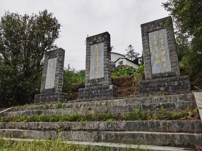 2023年白鶯山古樹春茶品質如何？