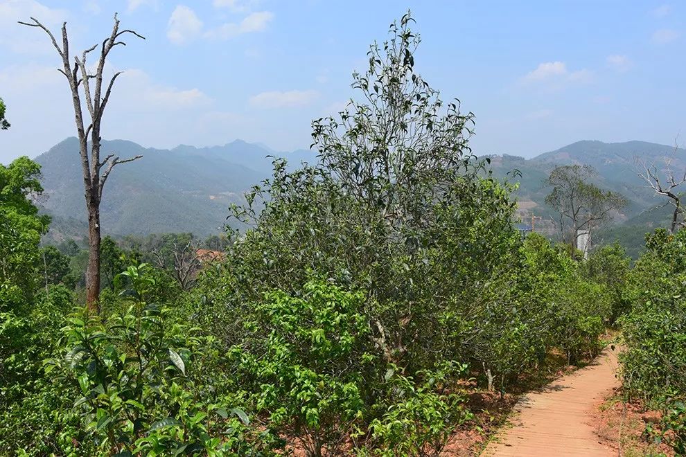 2023年邦東古樹春茶價格是多少？