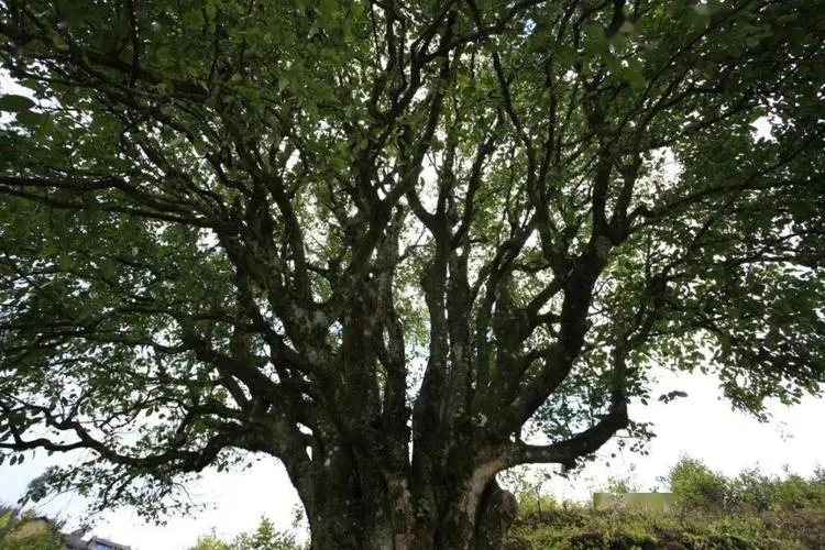 2023年香竹箐古樹春茶品質怎么樣？