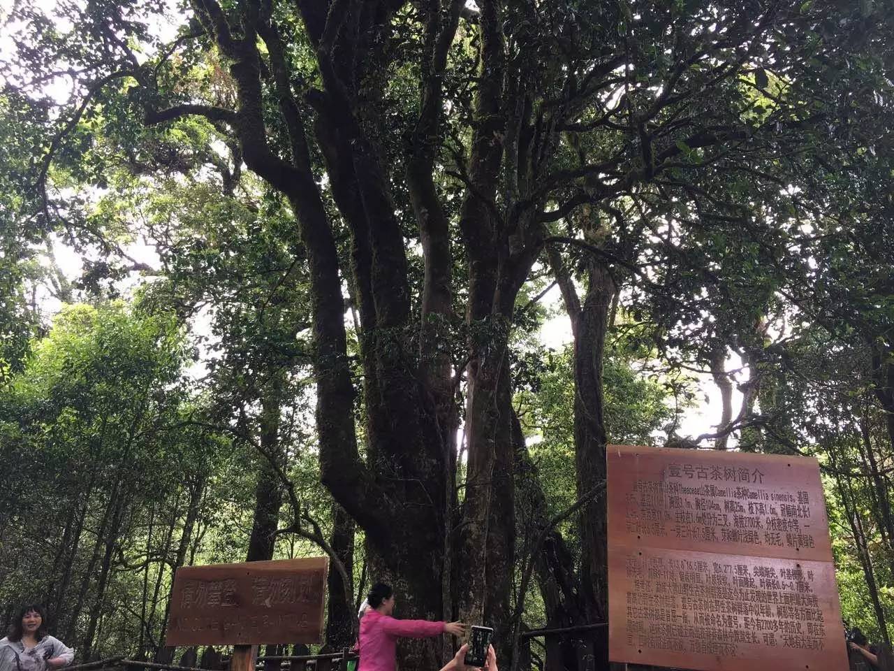 2023年大雪山古樹春茶品質怎么樣？