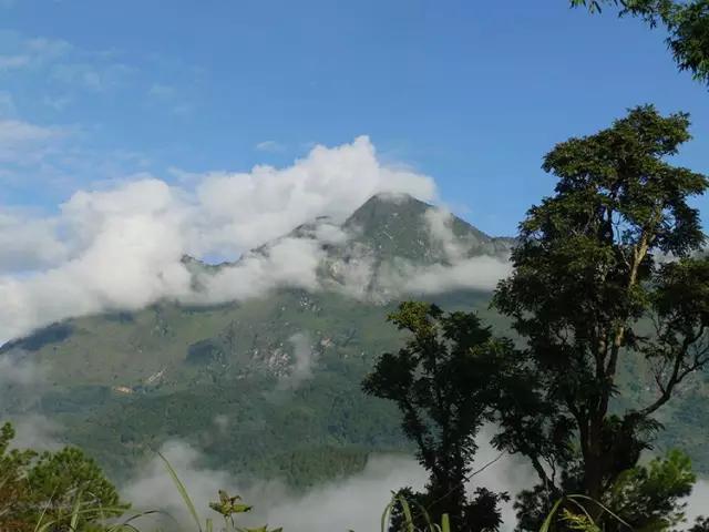 2023年忙肺古樹(shù)春茶多少一公斤？