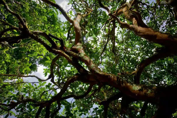 2023年那罕古樹(shù)春茶價(jià)格是多少？