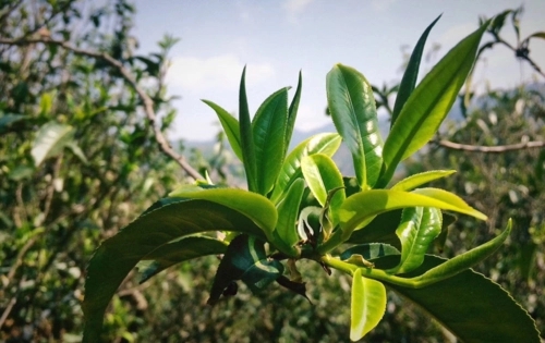 2023年小戶賽古樹(shù)春茶品質(zhì)怎么樣？