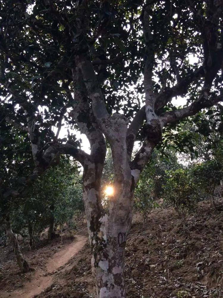 2023年小戶賽古樹(shù)春茶口感如何？