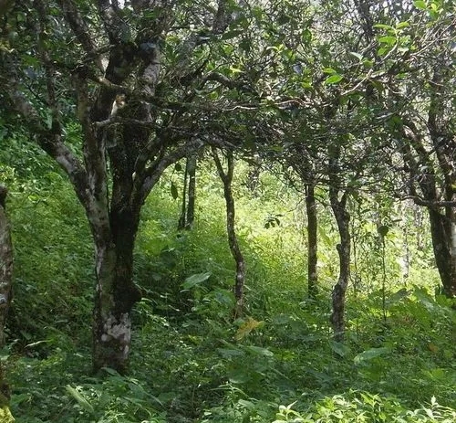 2023年小戶賽古樹(shù)春茶價(jià)格多少？