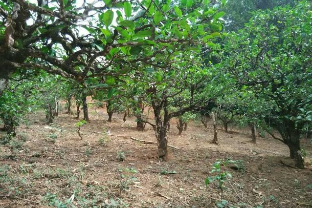 2023年小戶賽古樹(shù)春茶多少一公斤？