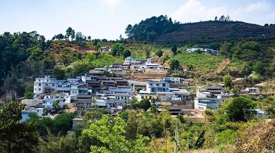 2023年正氣塘古樹(shù)春茶口感如何？