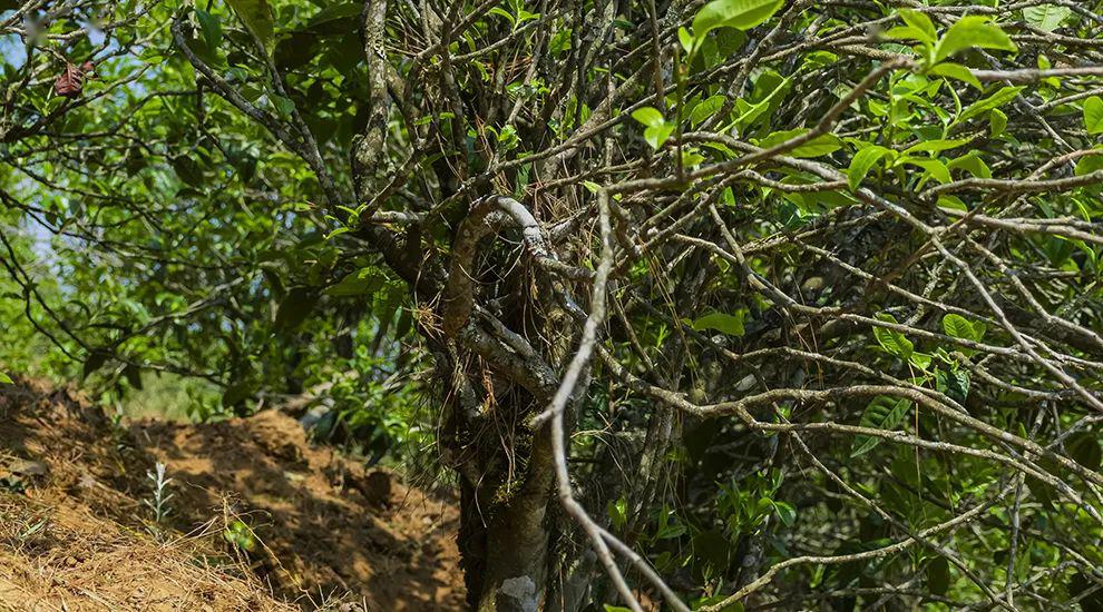 2023年正氣塘古樹(shù)春茶特點(diǎn)是什么？