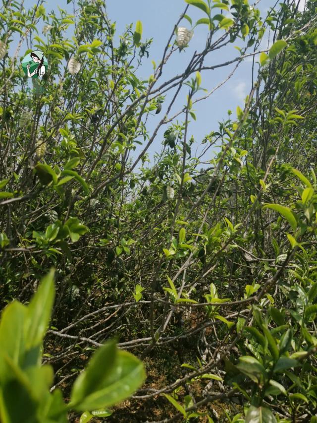 2023年壩糯古樹春茶價格是多少？