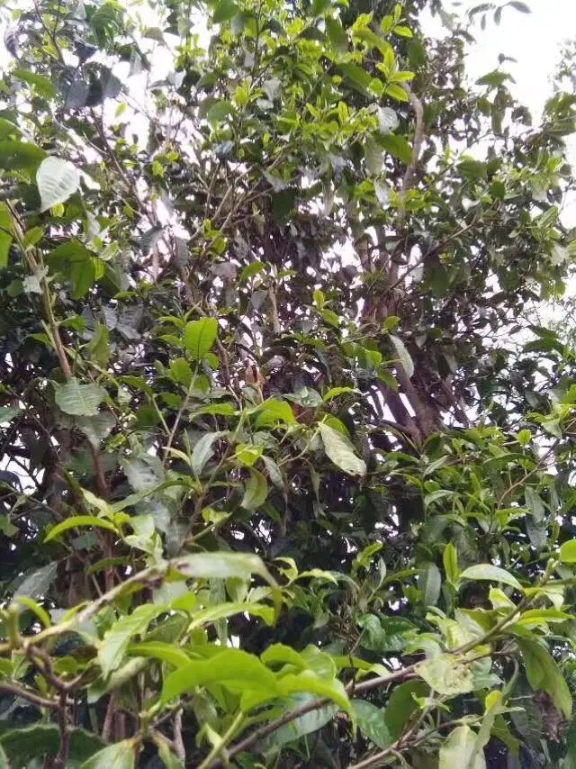 2023年那蕉古樹春茶口感怎么樣？