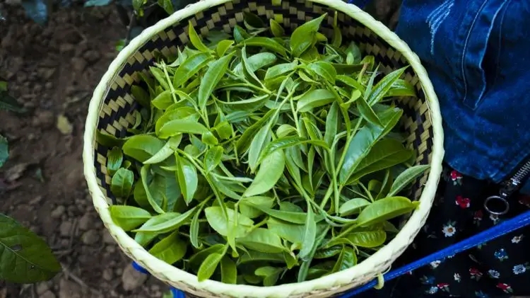 2023年那蕉古樹春茶特點是什么？