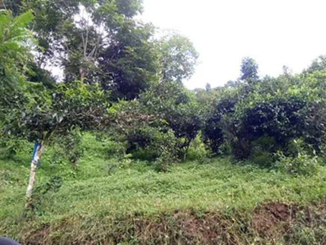 2023年南迫古樹春茶品質怎么樣？