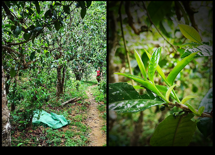 2023年南迫古樹春茶特點是什么？