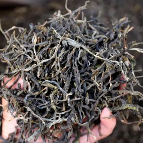 2023年地界古樹春茶品質(zhì)如何？