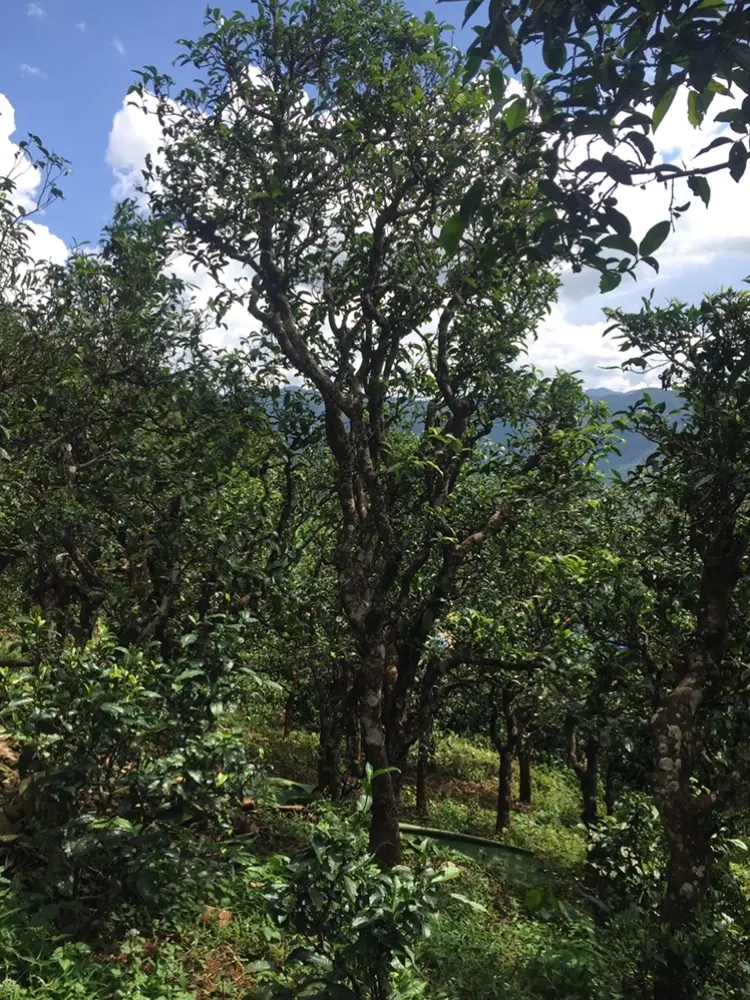 2023年地界古樹春茶多少錢一公斤？