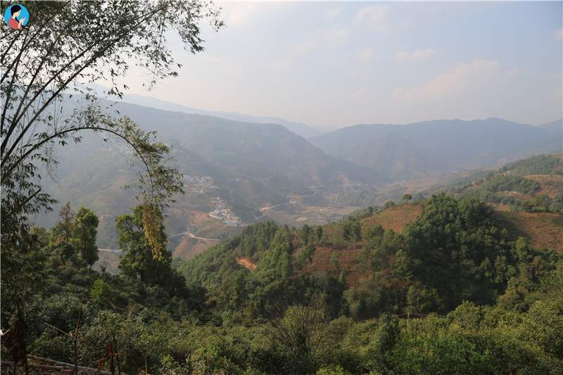 2023年壩歪古樹春茶品質(zhì)如何？