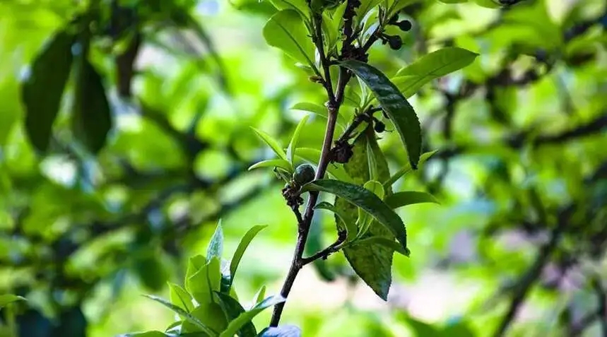 2023糯伍古樹春茶價(jià)格是多少？