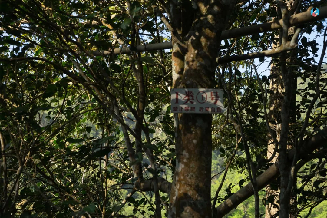 2023年薄荷塘古樹春茶價(jià)格是多少？