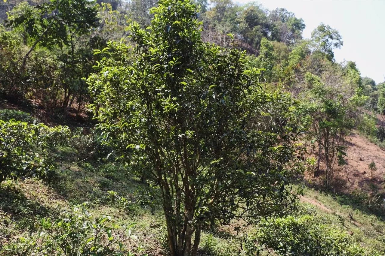 2023年彎弓古樹春茶價(jià)格是多少？