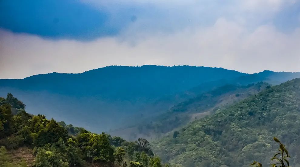 2023年勐庫大忠山古樹春茶品質怎么樣？