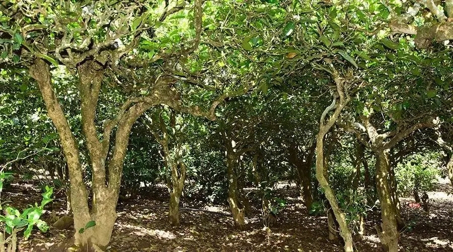 2023年勐庫大忠山古樹春茶多少錢一公斤？