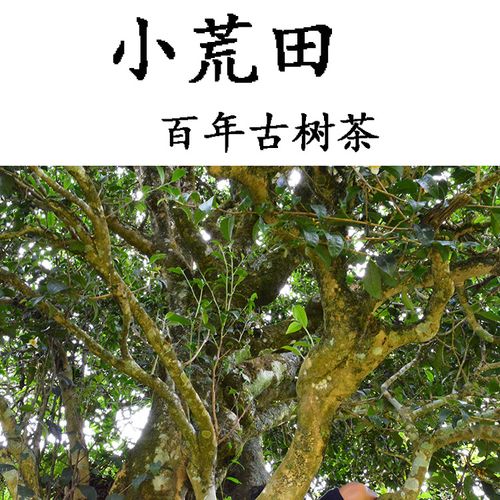 2023年勐庫小荒田古樹春茶特點?
