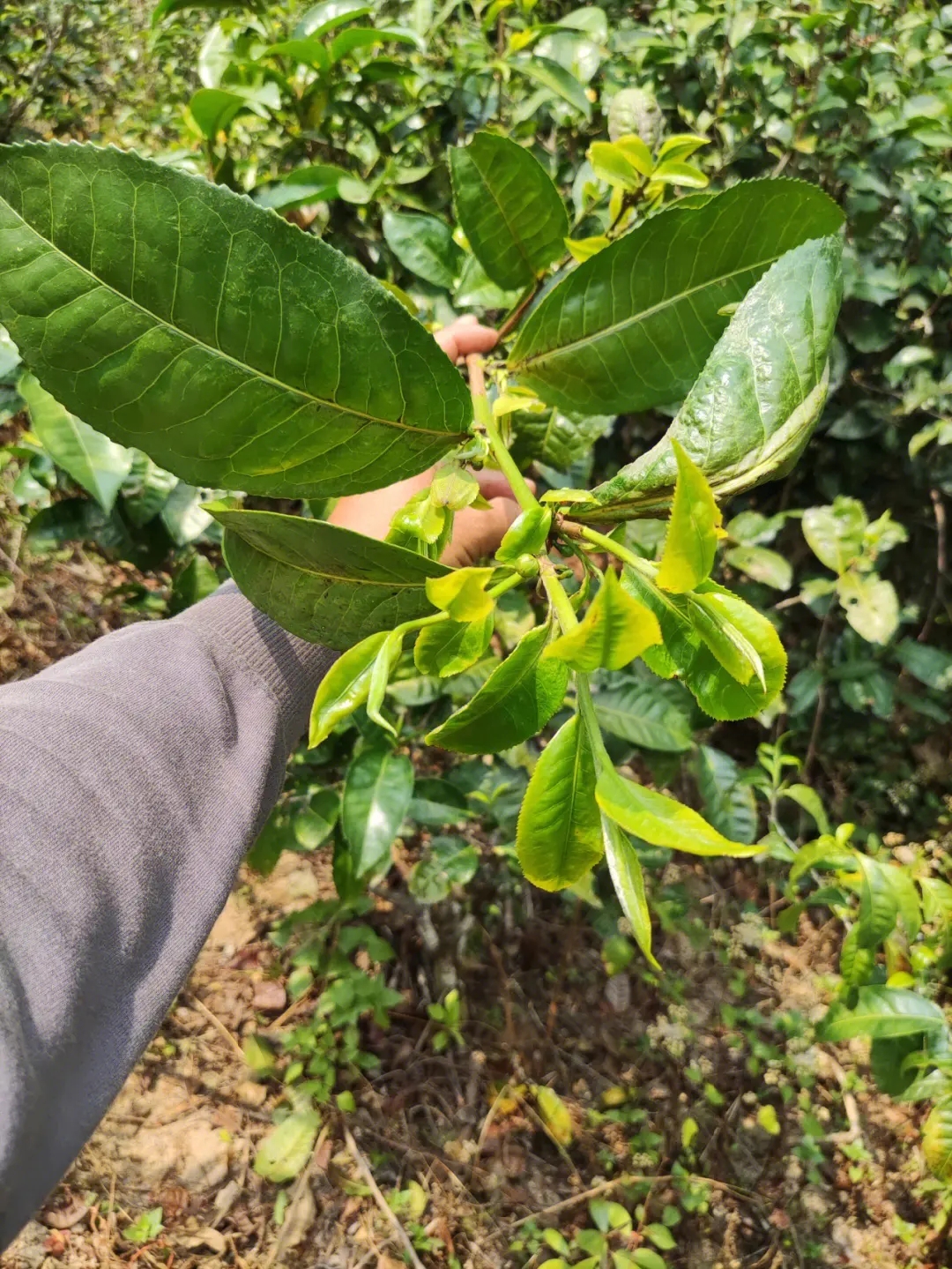 2023年勐庫小荒田古樹春茶品質如何？