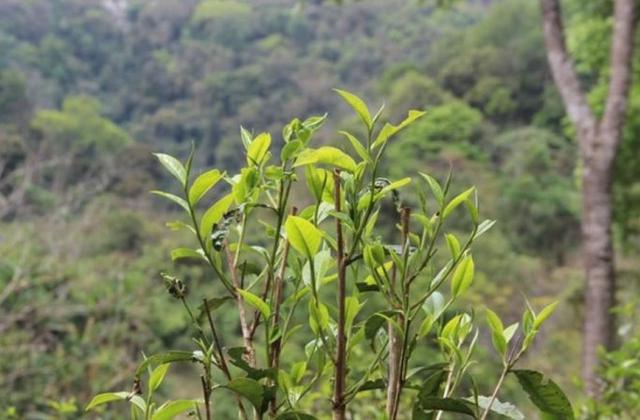 2023年勐庫那蕉古樹春茶品質如何？